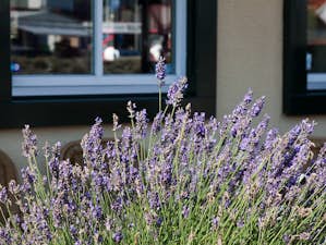 20190416_Sortiment_Garten