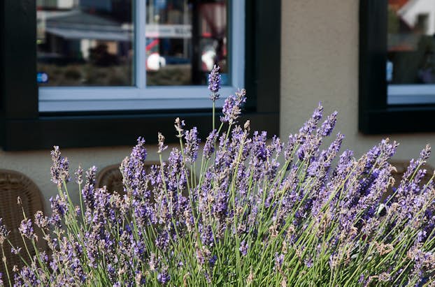 20190416_Sortiment_Garten