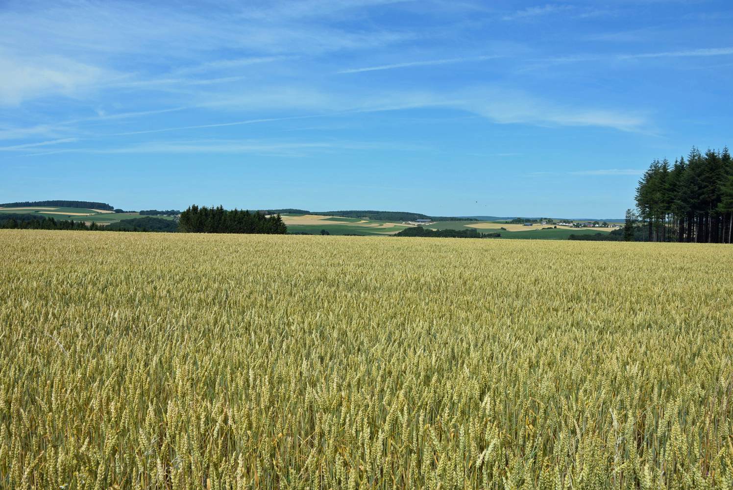 20200603 Actu Coop Pain