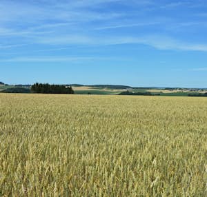 20200603 Actu Coop Pain