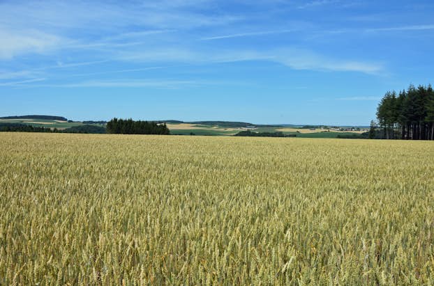 20200603 Actu Coop Pain