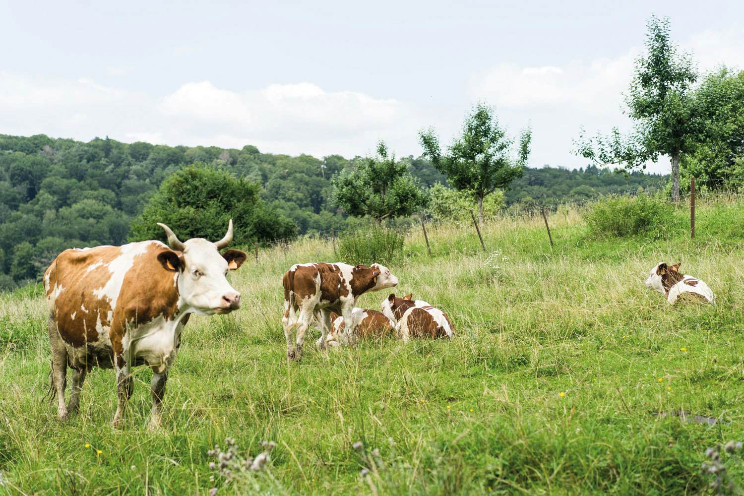 Banner Kasshaff Kühe Weide 3