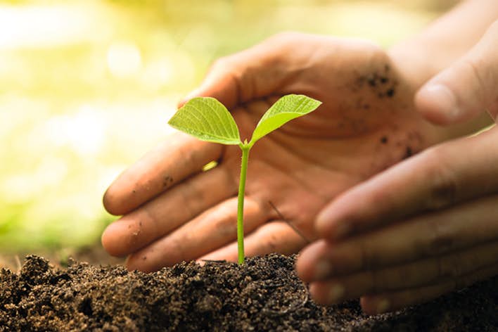 Hand Pflanze RVB Internet