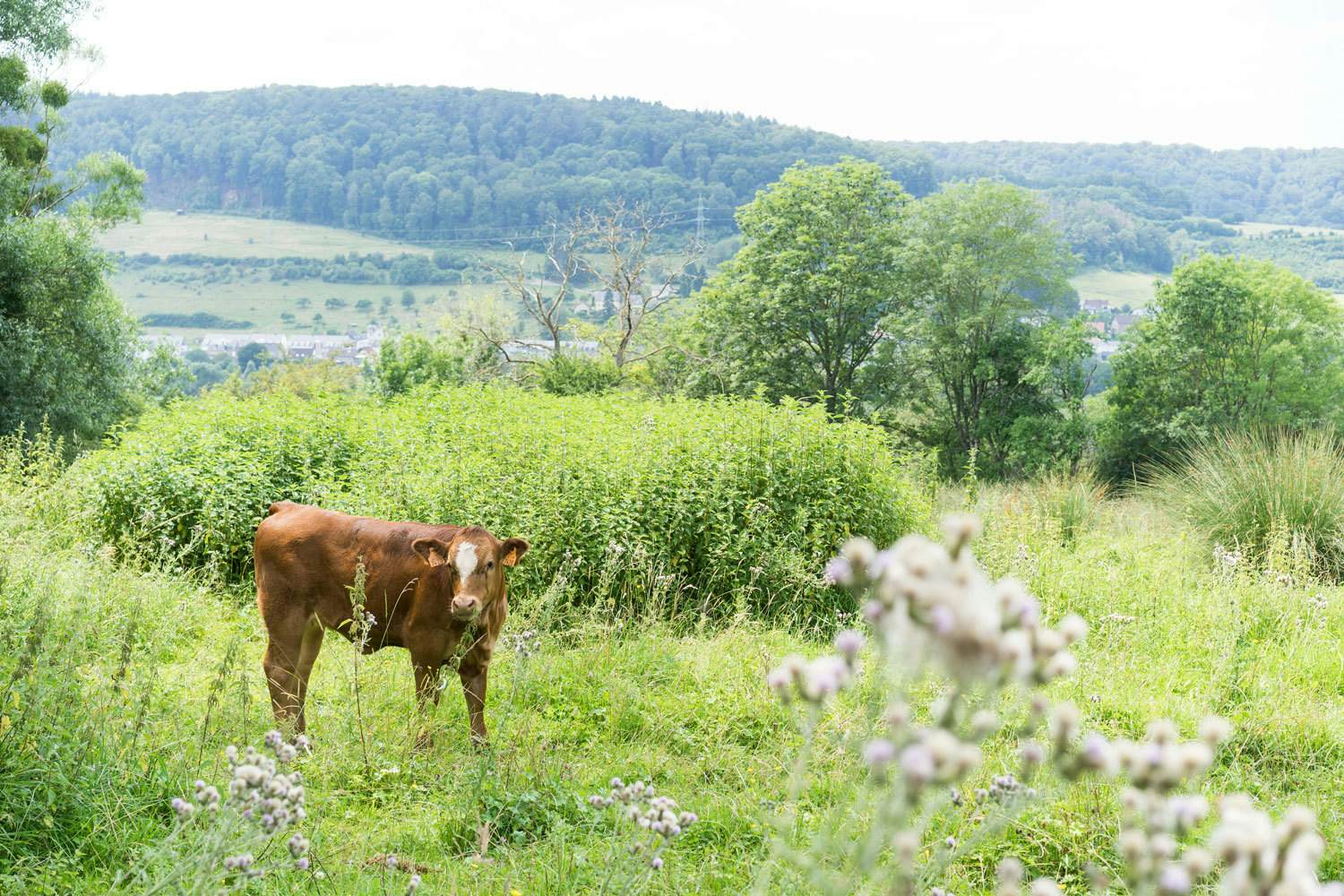 Kasshaff Kühe Weide 5