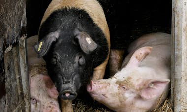 20190416_Schweine_Gallery