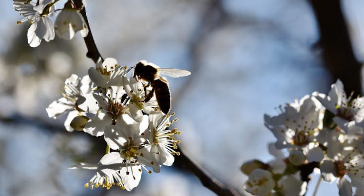 20190523_Naturata_Wofür-steht-Bio_Biene