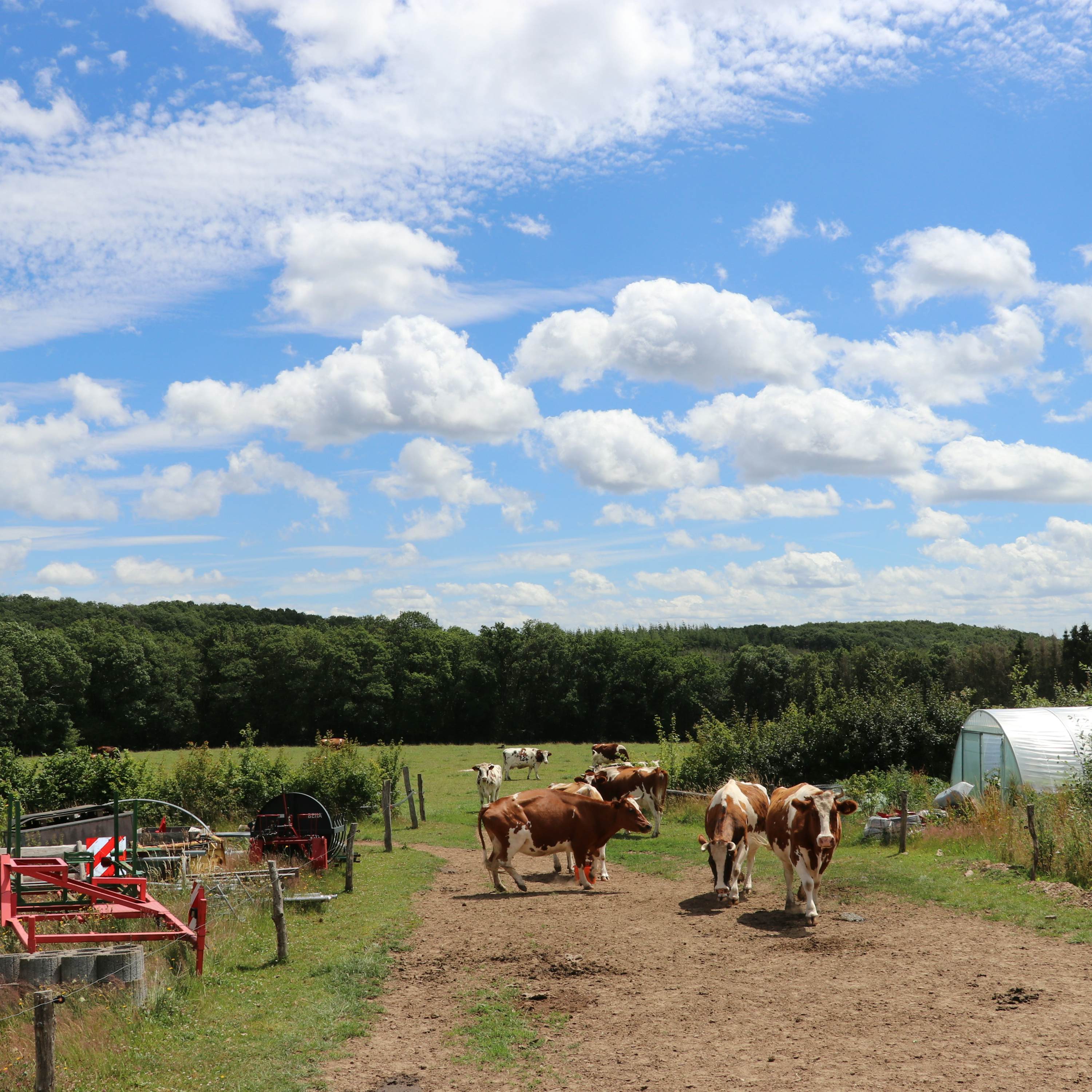 Kaeshaff 2020 Weide Kühe 1