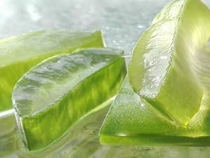 Aloe vera